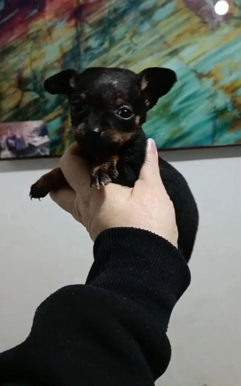 Bebês 