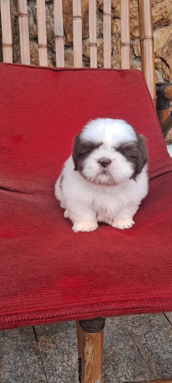Filhote de shihtzu  - Foto 4