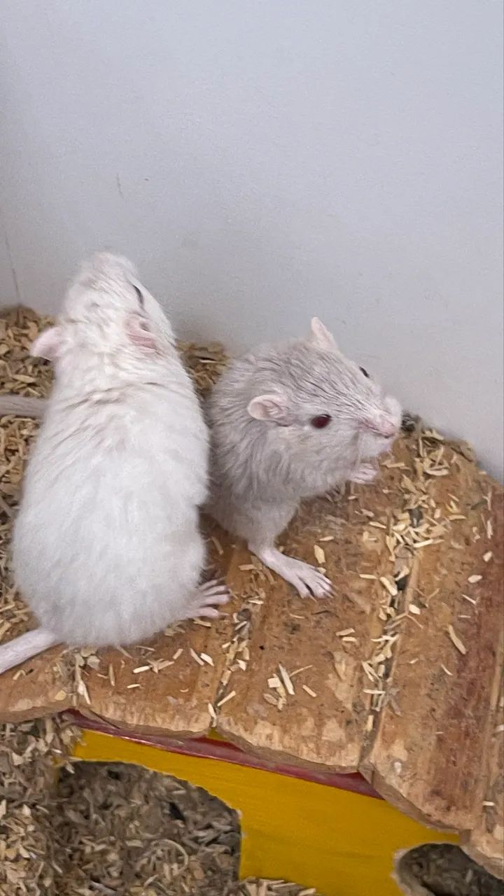 Gerbil / Gerbo / esquilo da Mongólia  - Foto 2