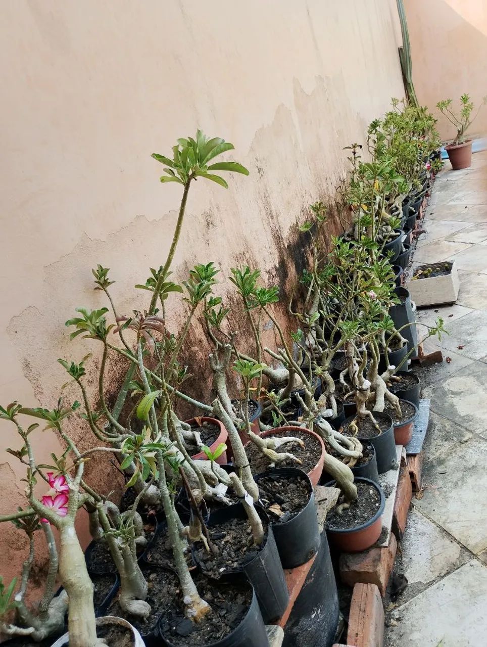 Mudas Rosas do Deserto  - Foto 2