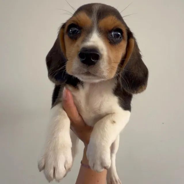 Beagle encantador e brincalhao