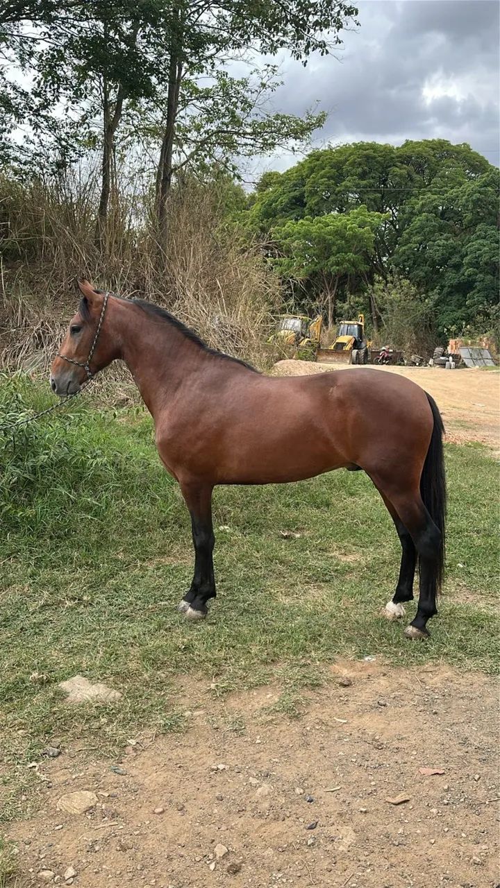 Cavalo inteiro para pista