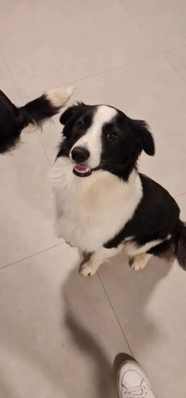 Doação border collie - Foto 2