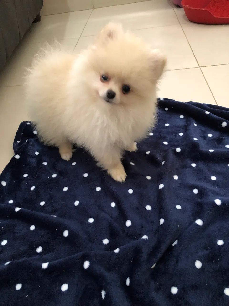 Lulu da Pomerania 