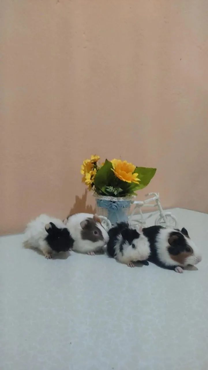 Porquinho da índia 