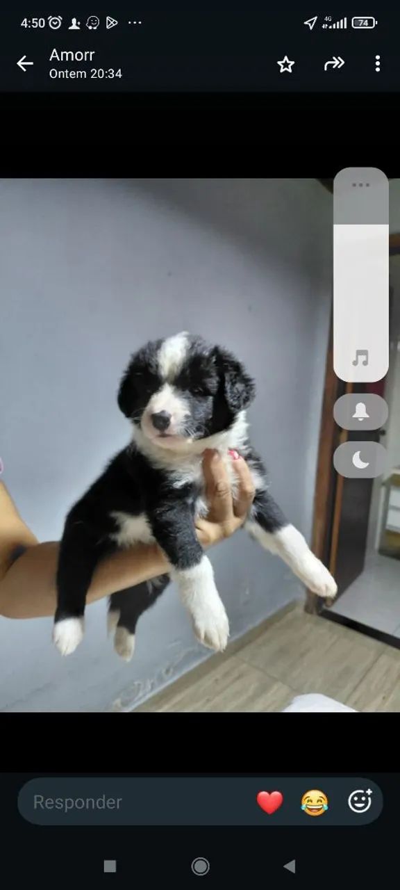 Border Collie  - Foto 2