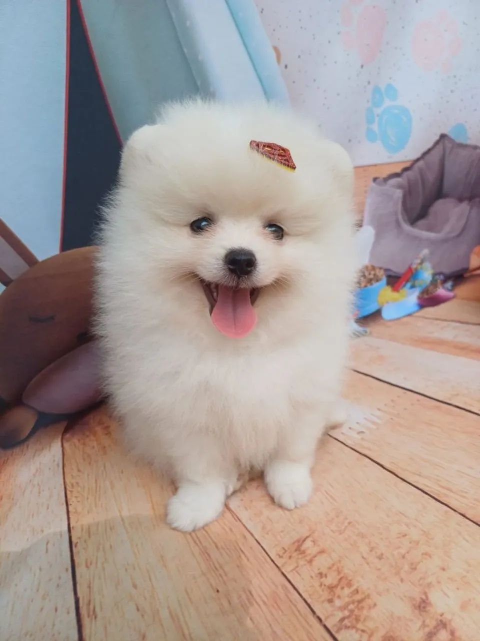 Spitz alemão  macho  anão valor 2500,00  - Foto 3