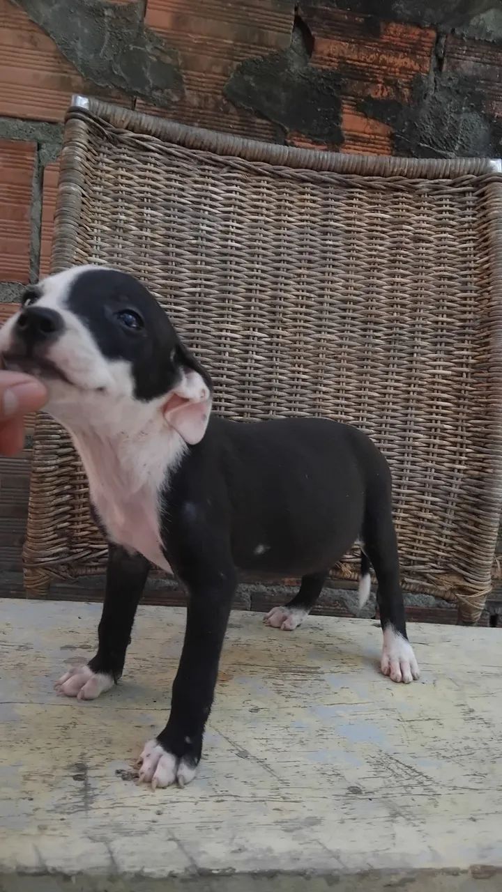 Vendo Pit bull - Foto 3