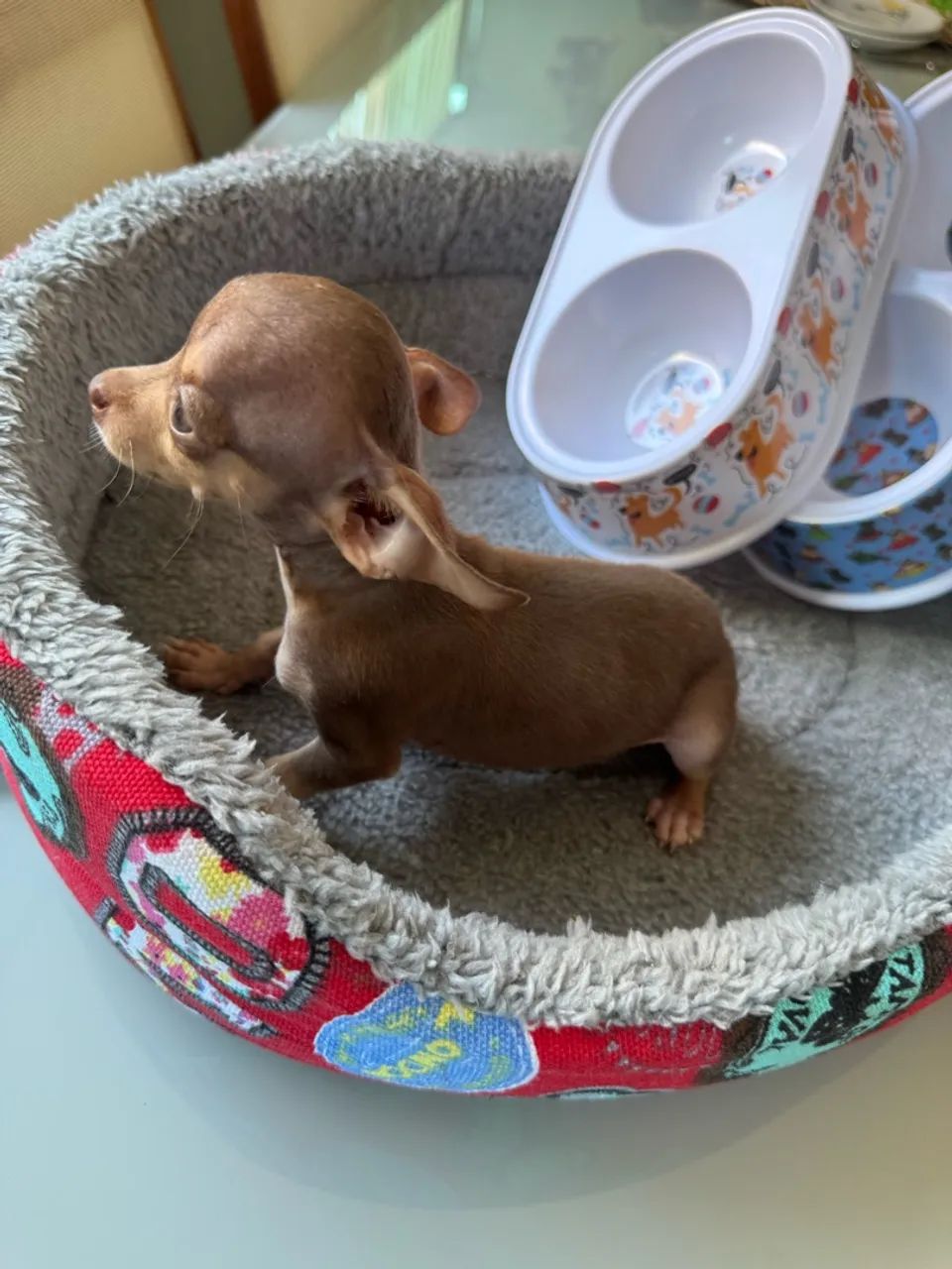 Pinscher zero  zero zero  - Foto 5