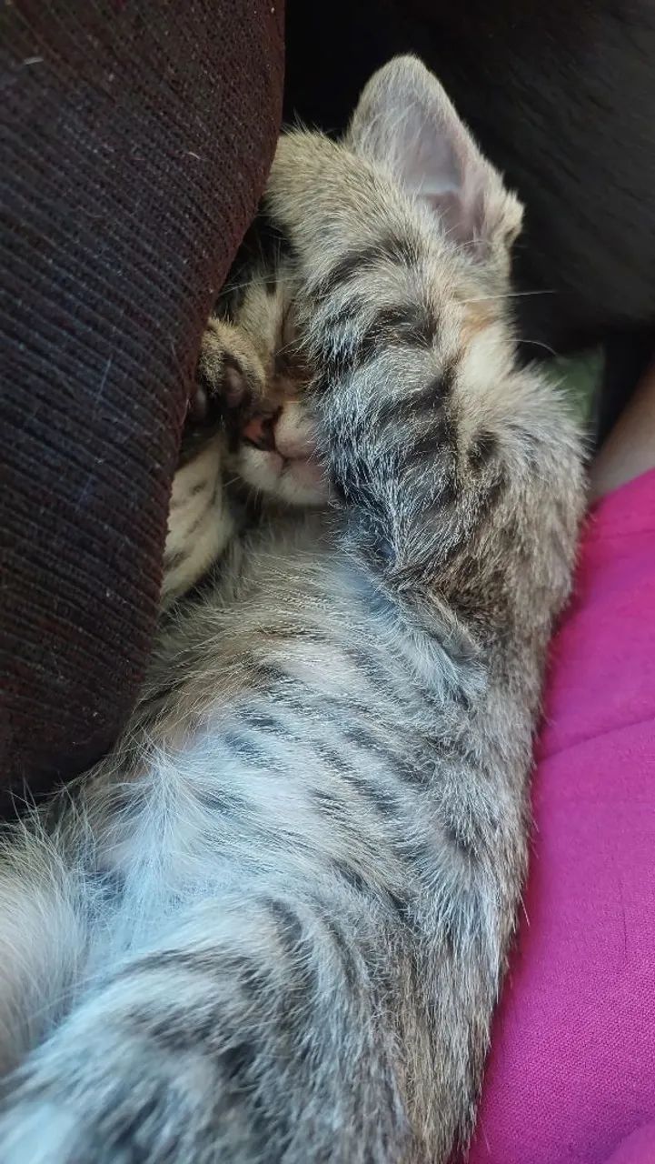 Adoção Responsável - Foto 5