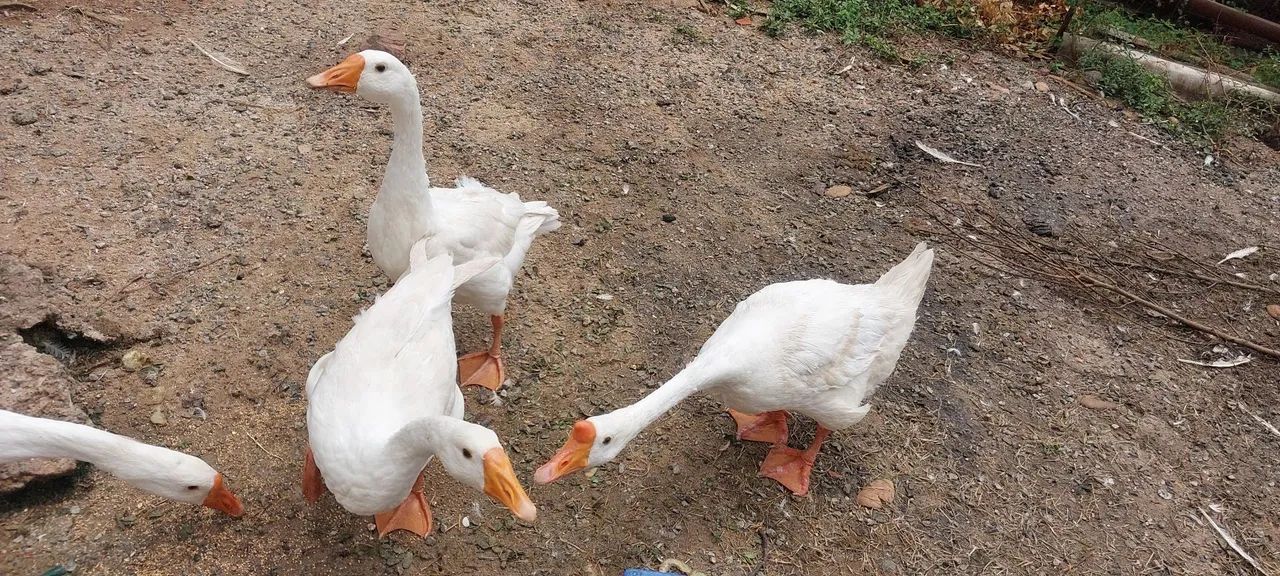 Ovos de ganso sinaleiro  - Foto 4