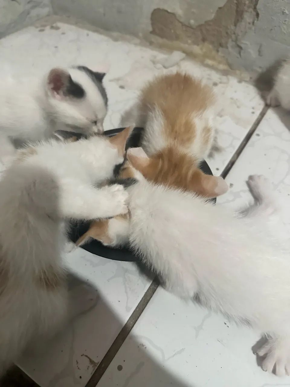 doação  - Foto 2