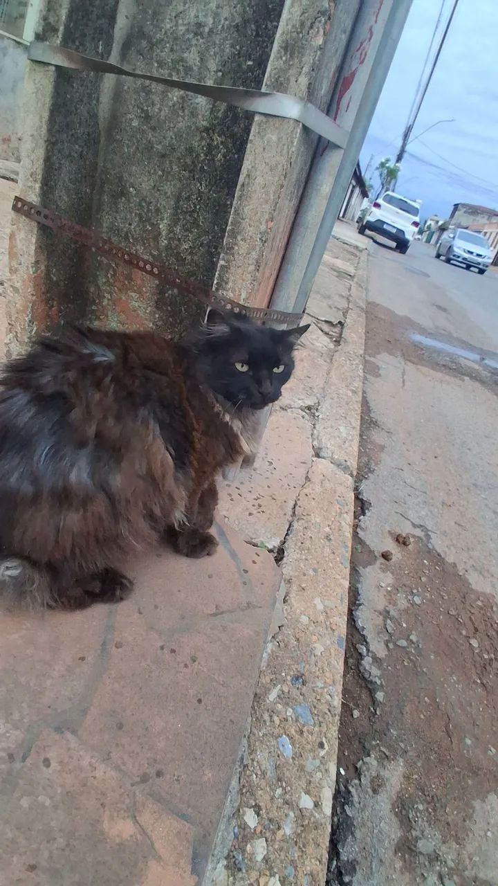 Gata adulta para adoção  - Foto 2