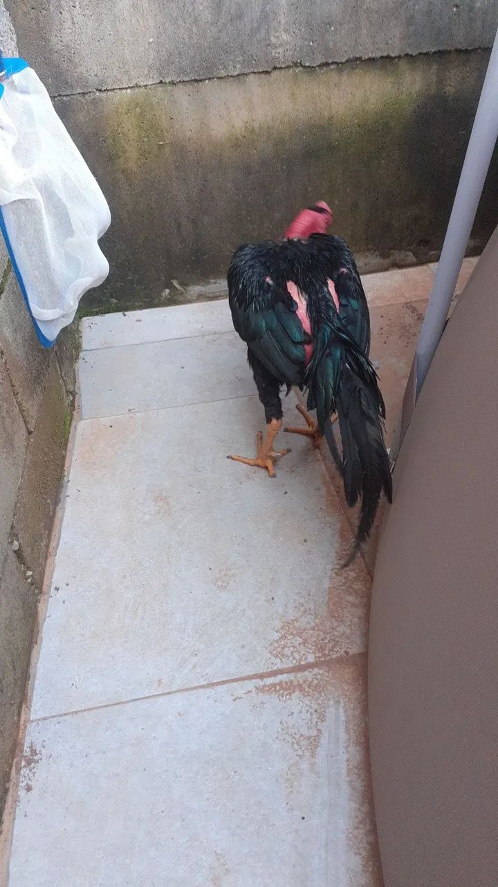 Polaco mandagascar puro - Foto 4