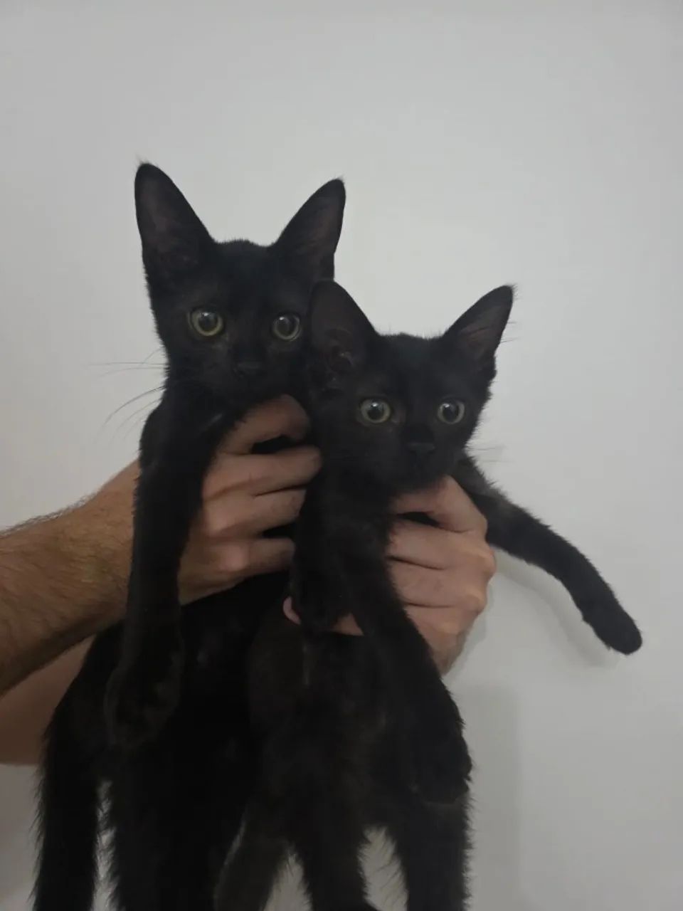 Gatinhos para doação