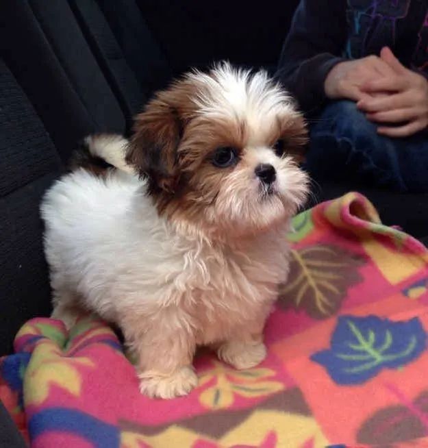 Shih Tzu com excelente temperamento