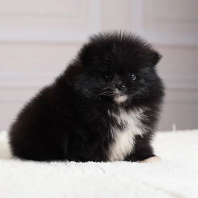 Cachorro 