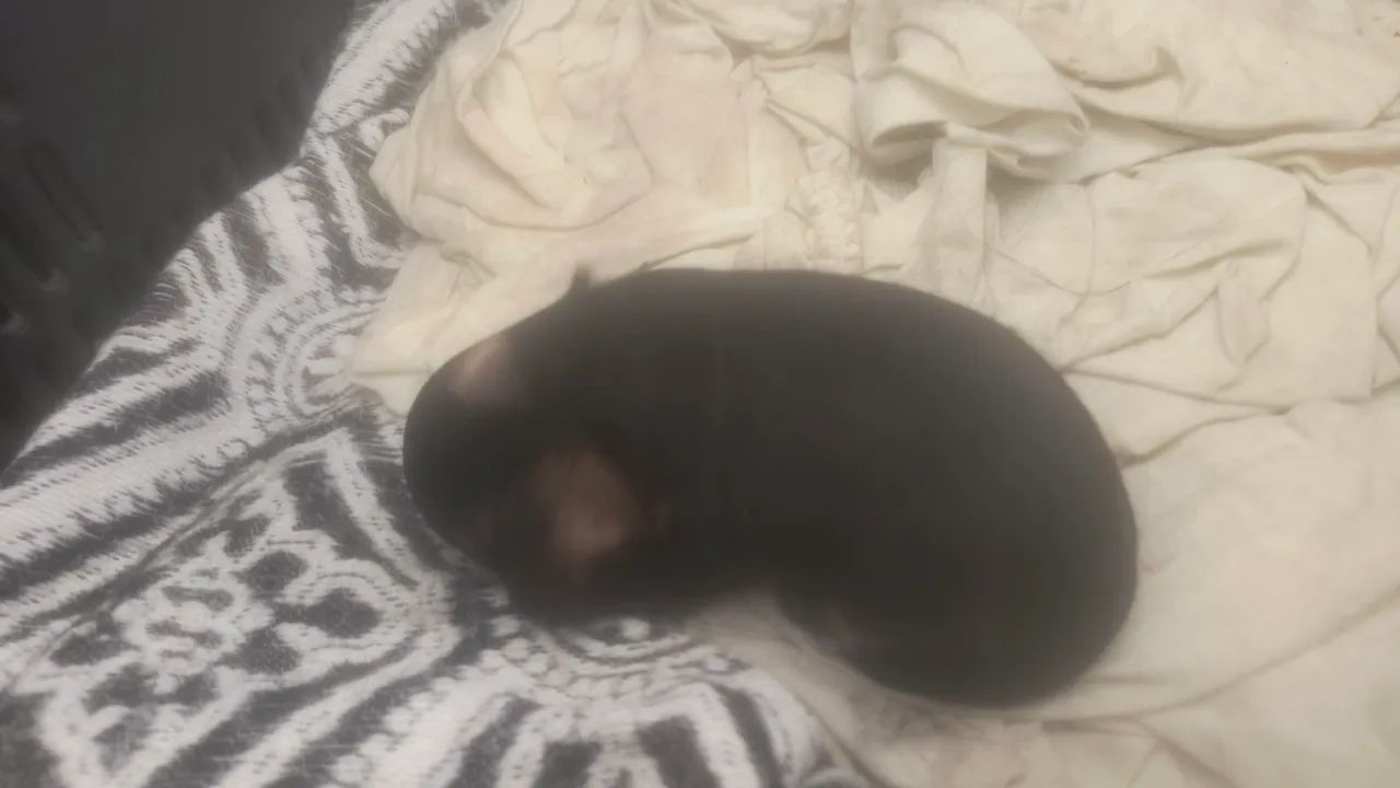Yorkshire Mini /macho 