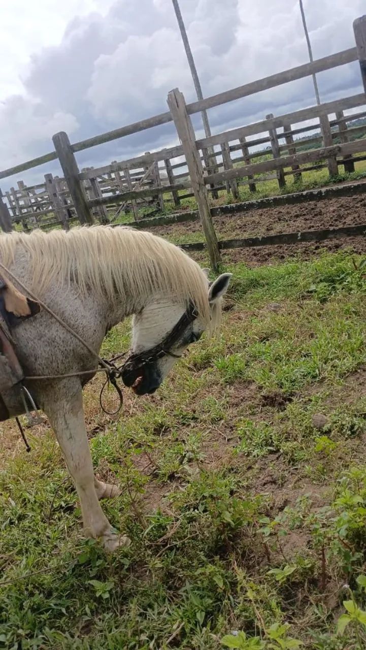 Vende-se cavalo - Foto 2