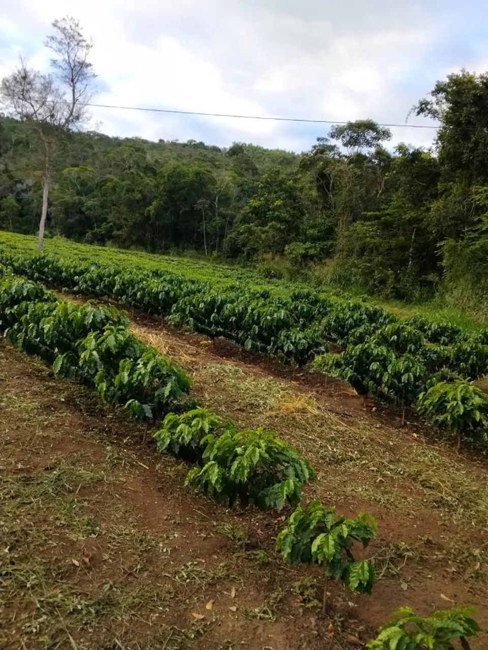 Fazenda no Bonito - Foto 2
