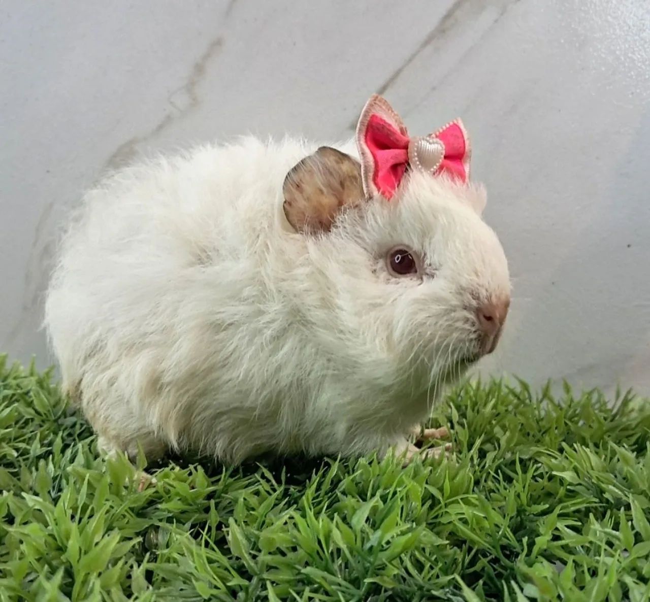 Porquinho da india