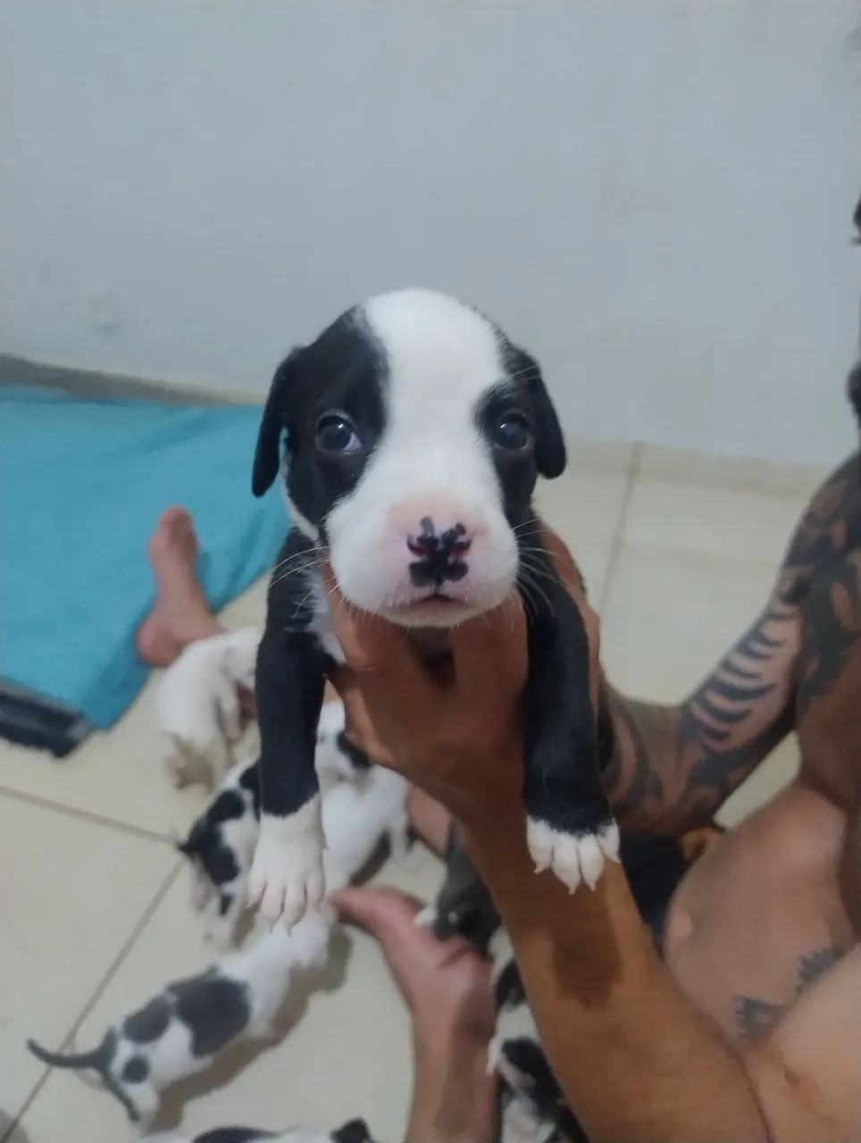 Filhotes de pitbull - Foto 3