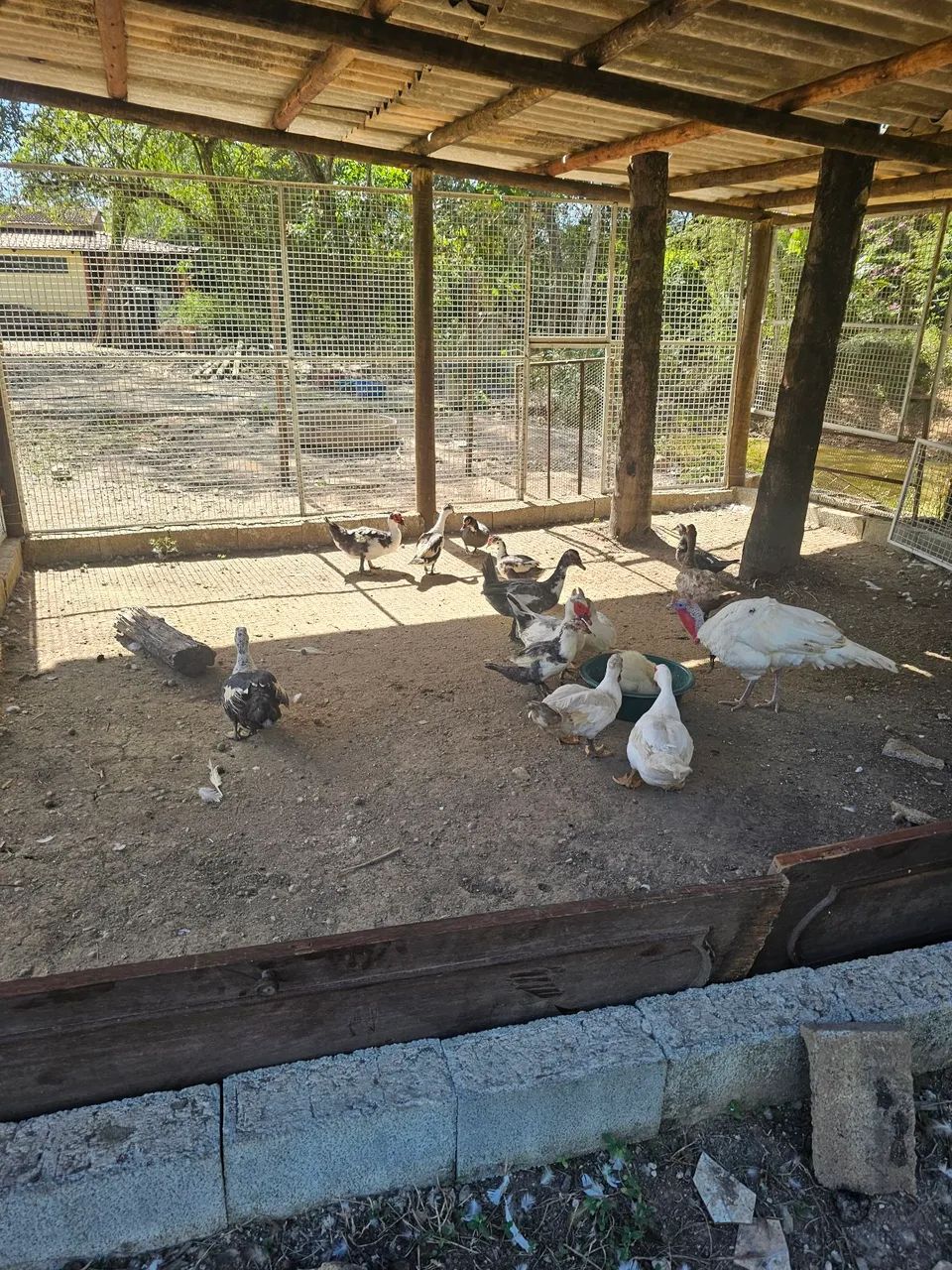 Patos e Patas  - Foto 4