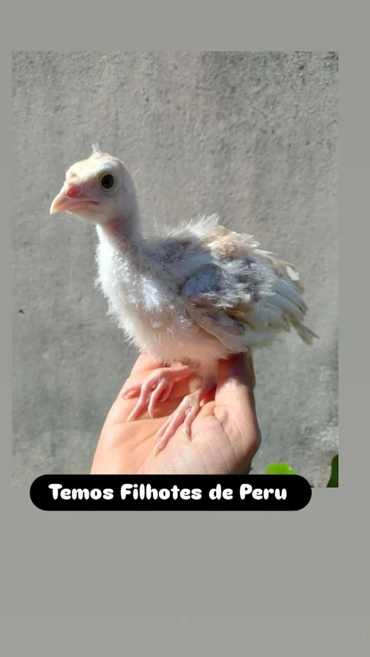 Filhotes de Peru  - Foto 3