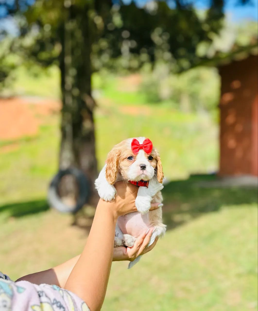 Cavalier king a pronta entrega  - Foto 3