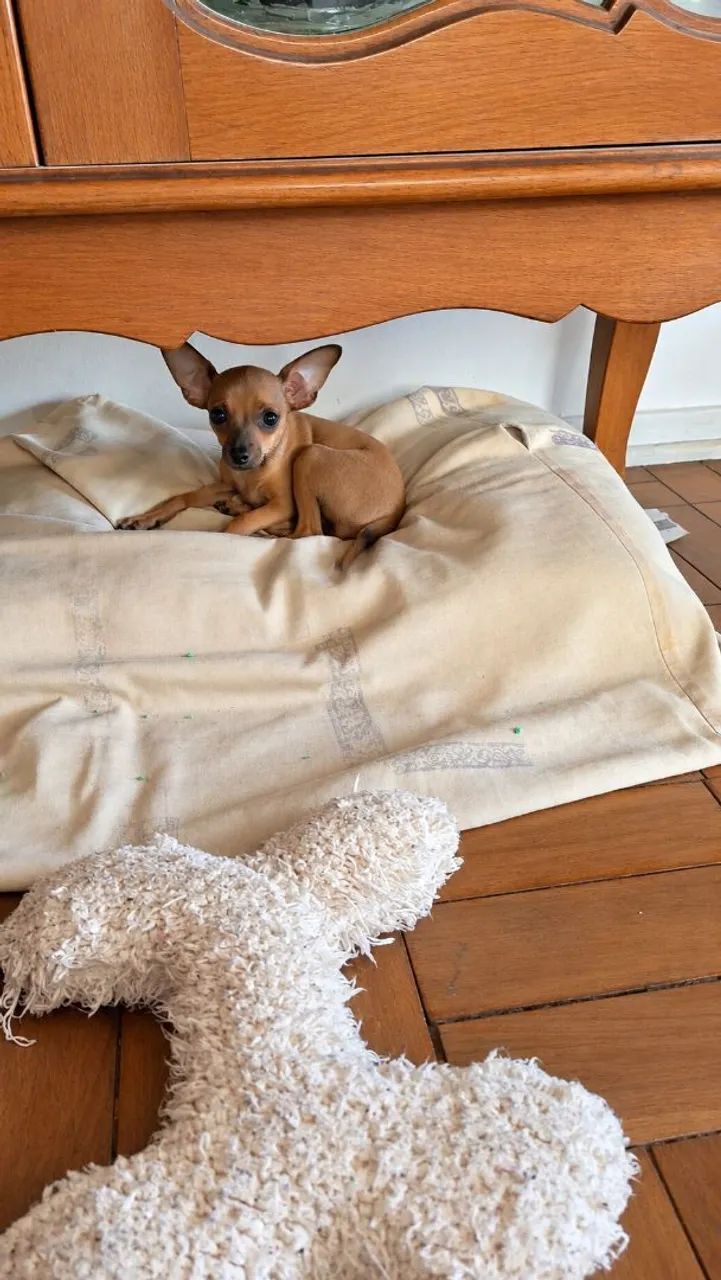Pinscher - Foto 3