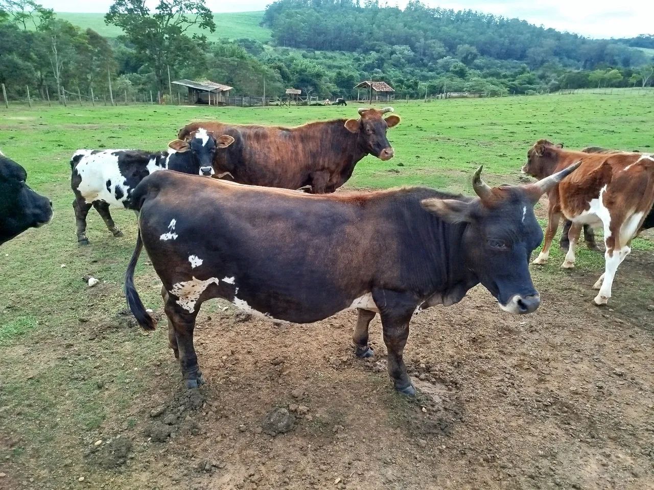 Mini vaca - Foto 4