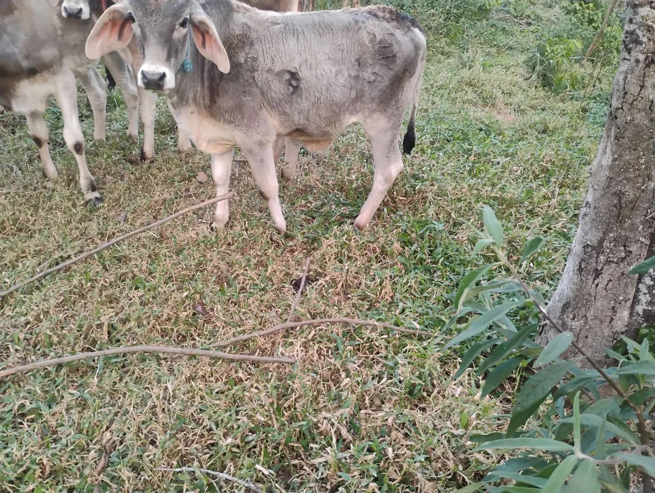 Vendo 5 bezerro machos 