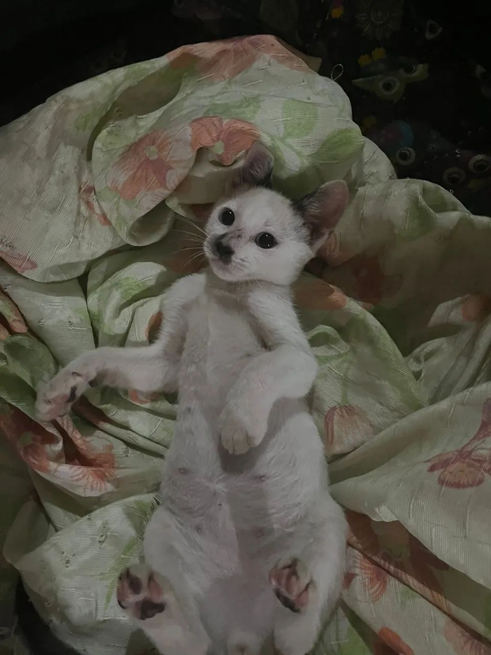 Doa-se gatinhos filhotes  - Foto 3