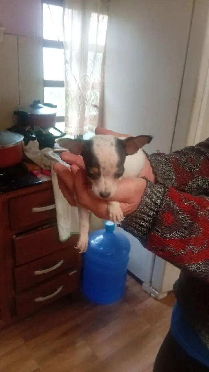 Vendo pinscher 