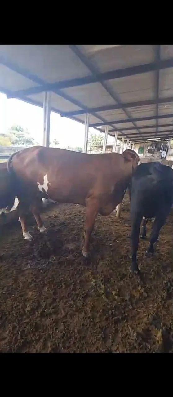 Vendo bezerros  - Foto 6
