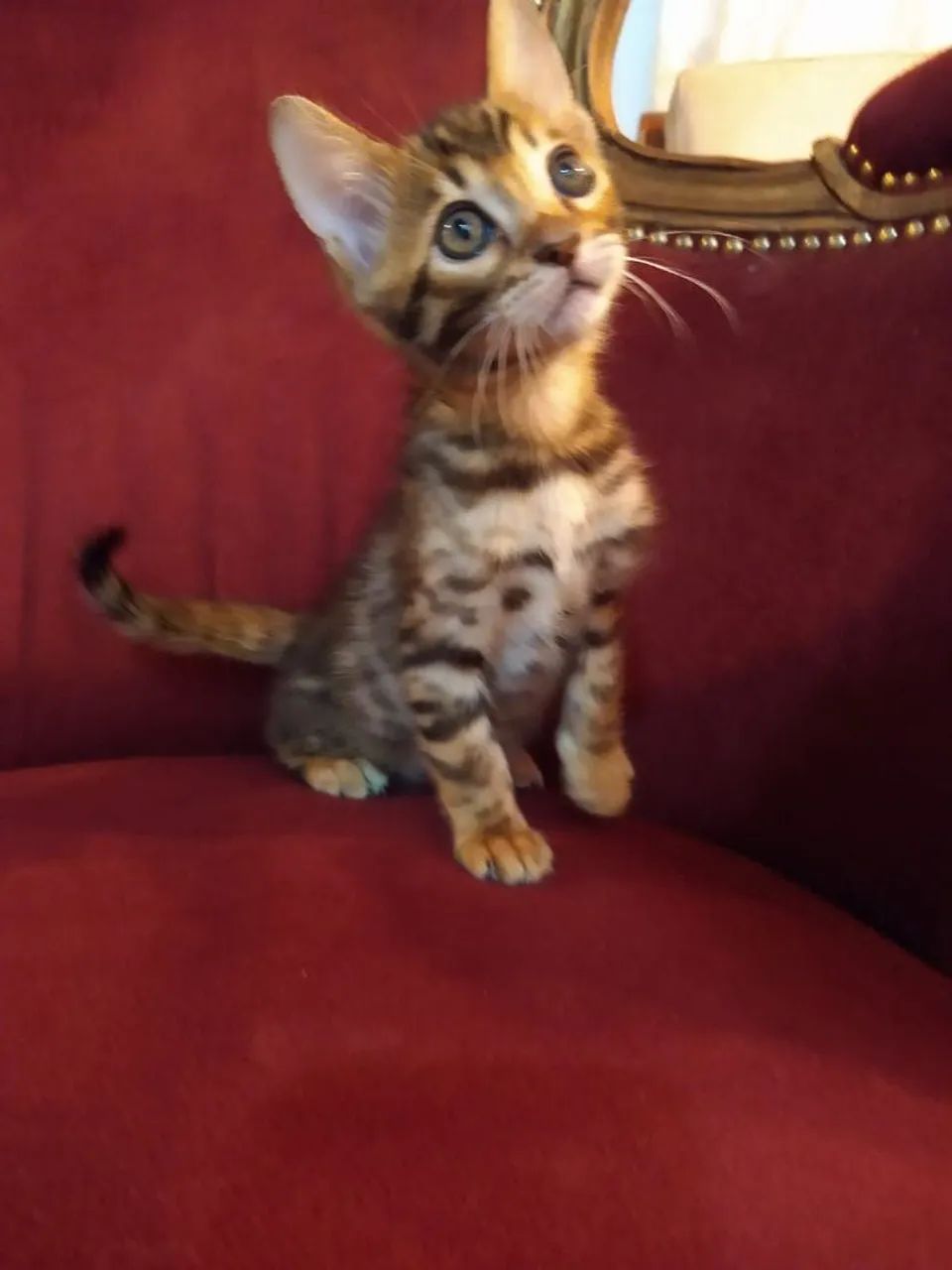 Lindos Bengal  - Foto 3