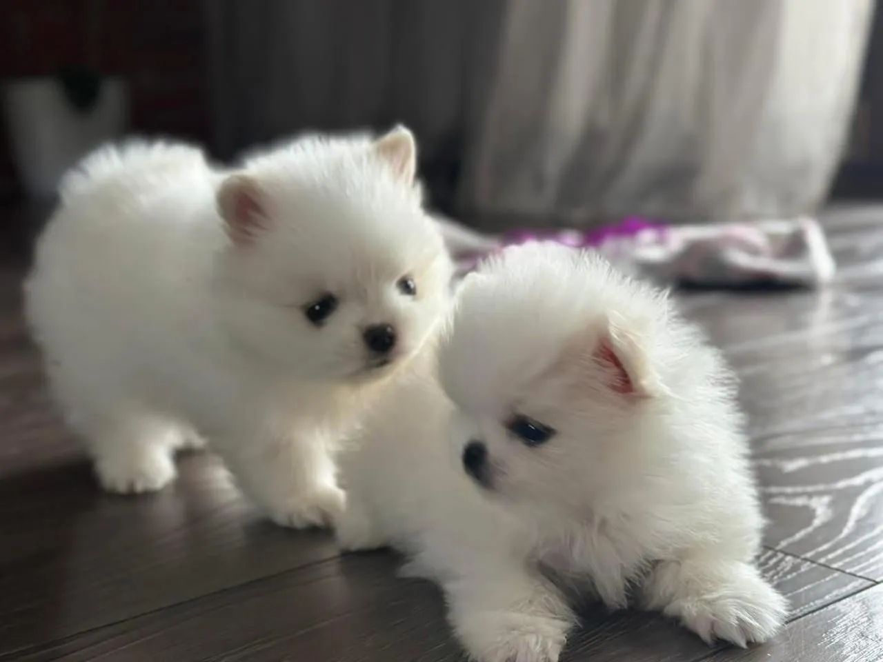 Vendo filhotes de Spitz alemão branquinhas mini - Foto 2