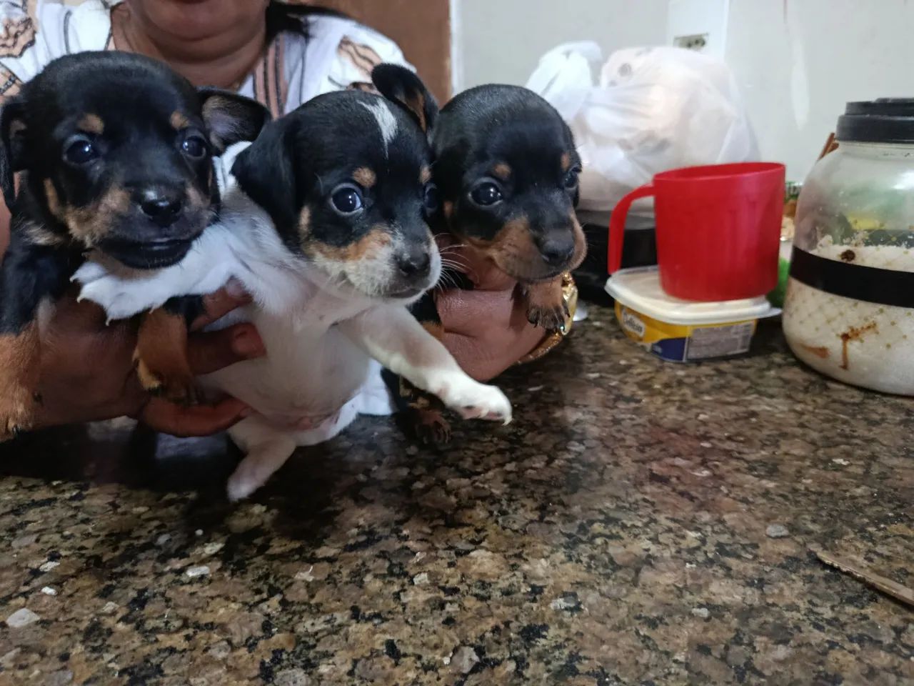 VENDO PINSCHER N2 ORIGINAL  - Foto 2