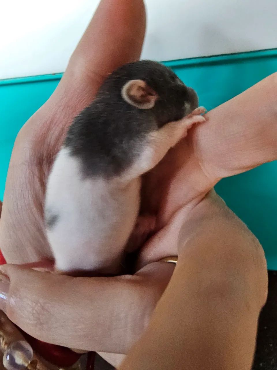 Ratos twister  - Foto 3