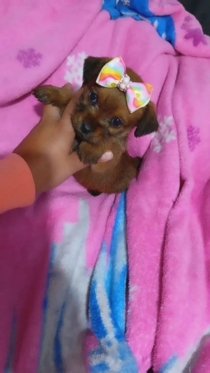 Feminhas mini lindas pequenos com shitzu - Foto 4