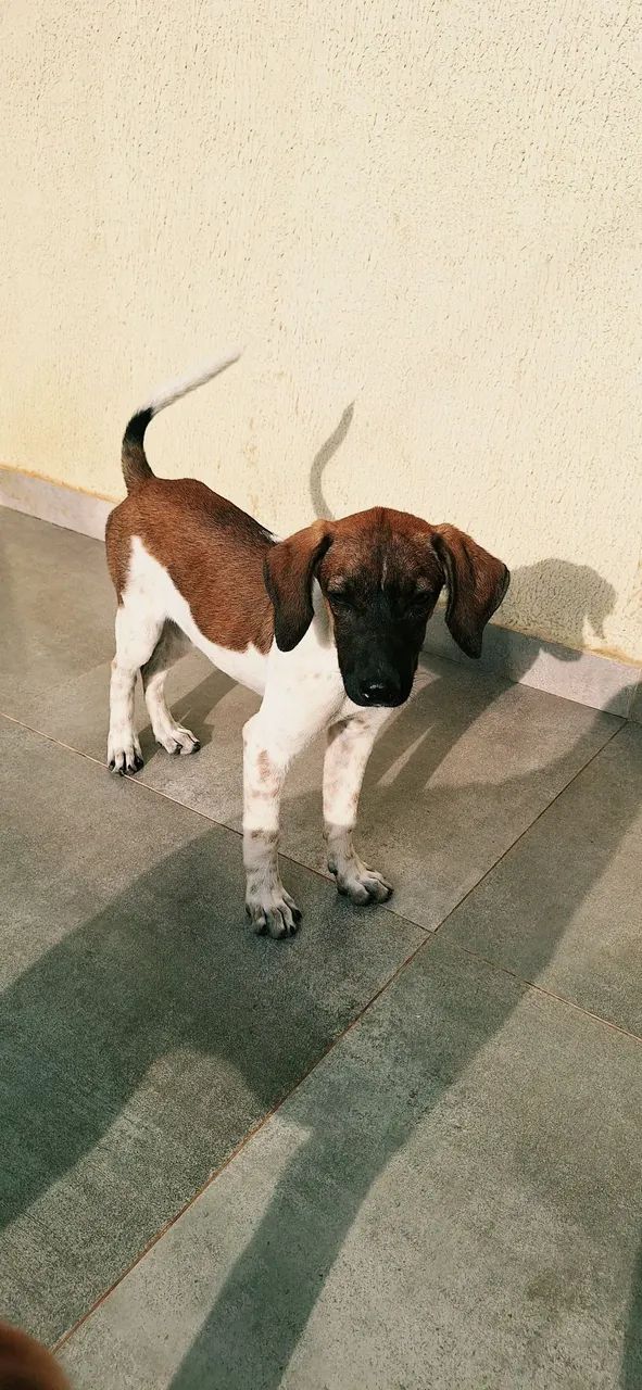 Cachorrinha para adoção  - Foto 3