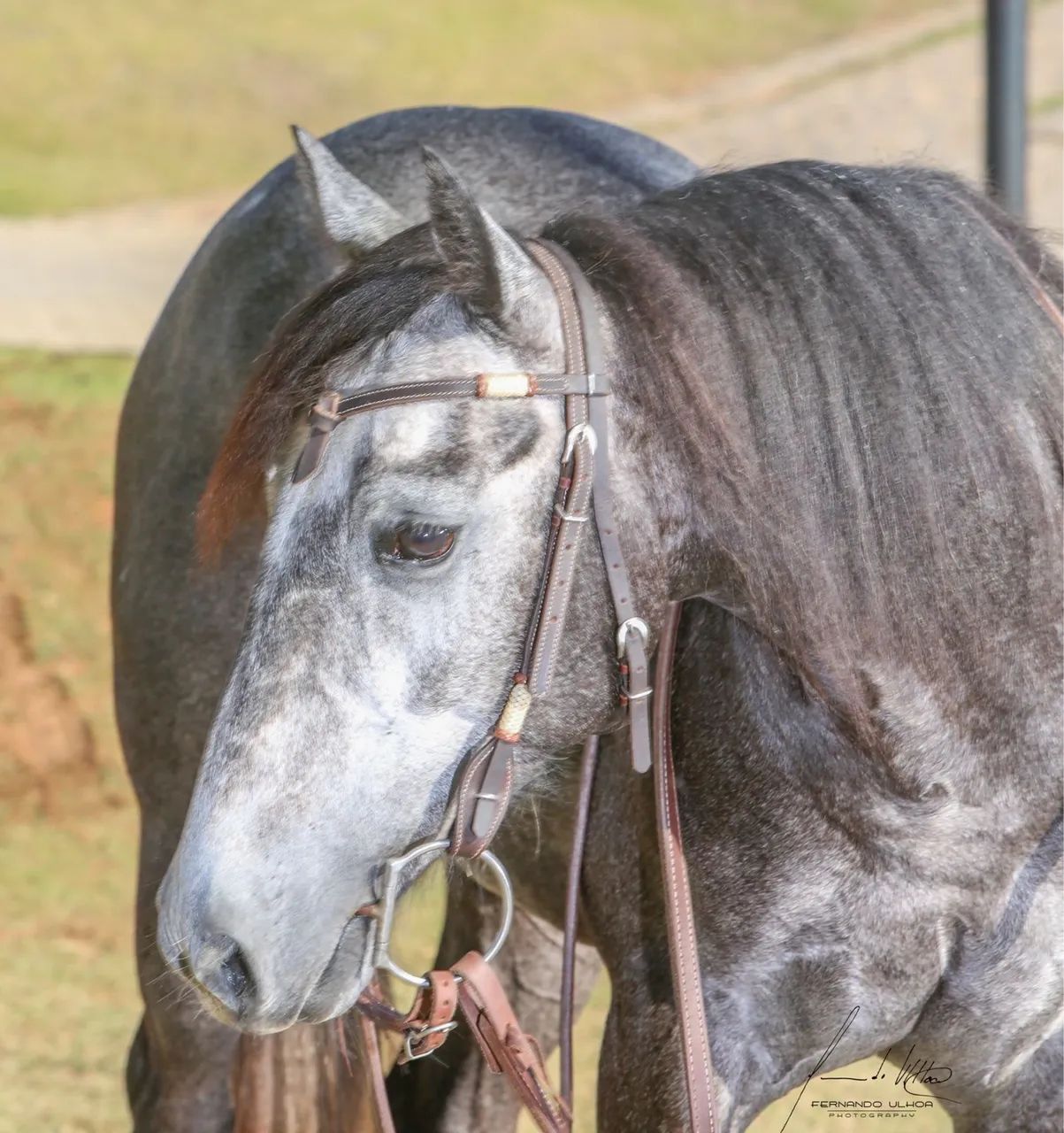 CAVALO QUARTO DE MILHA