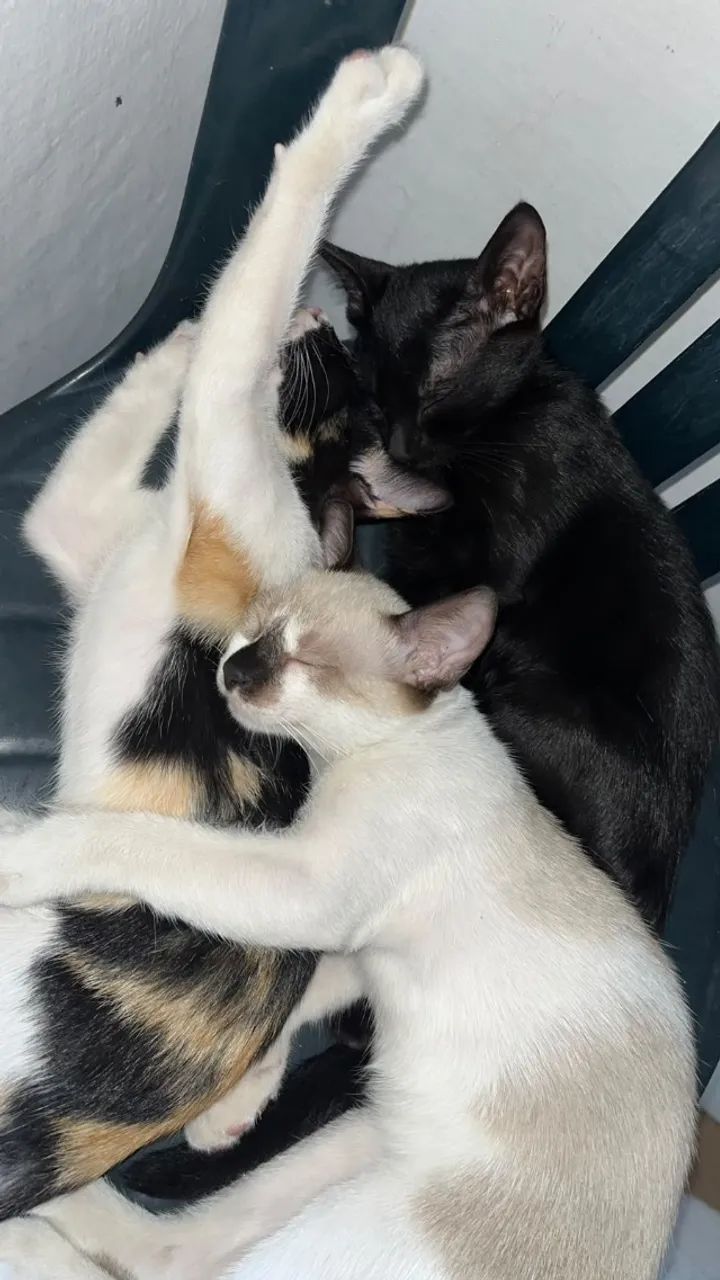Doação de gatos 