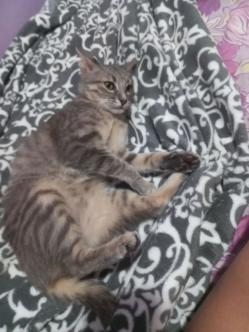 Animais instimação - Foto 2