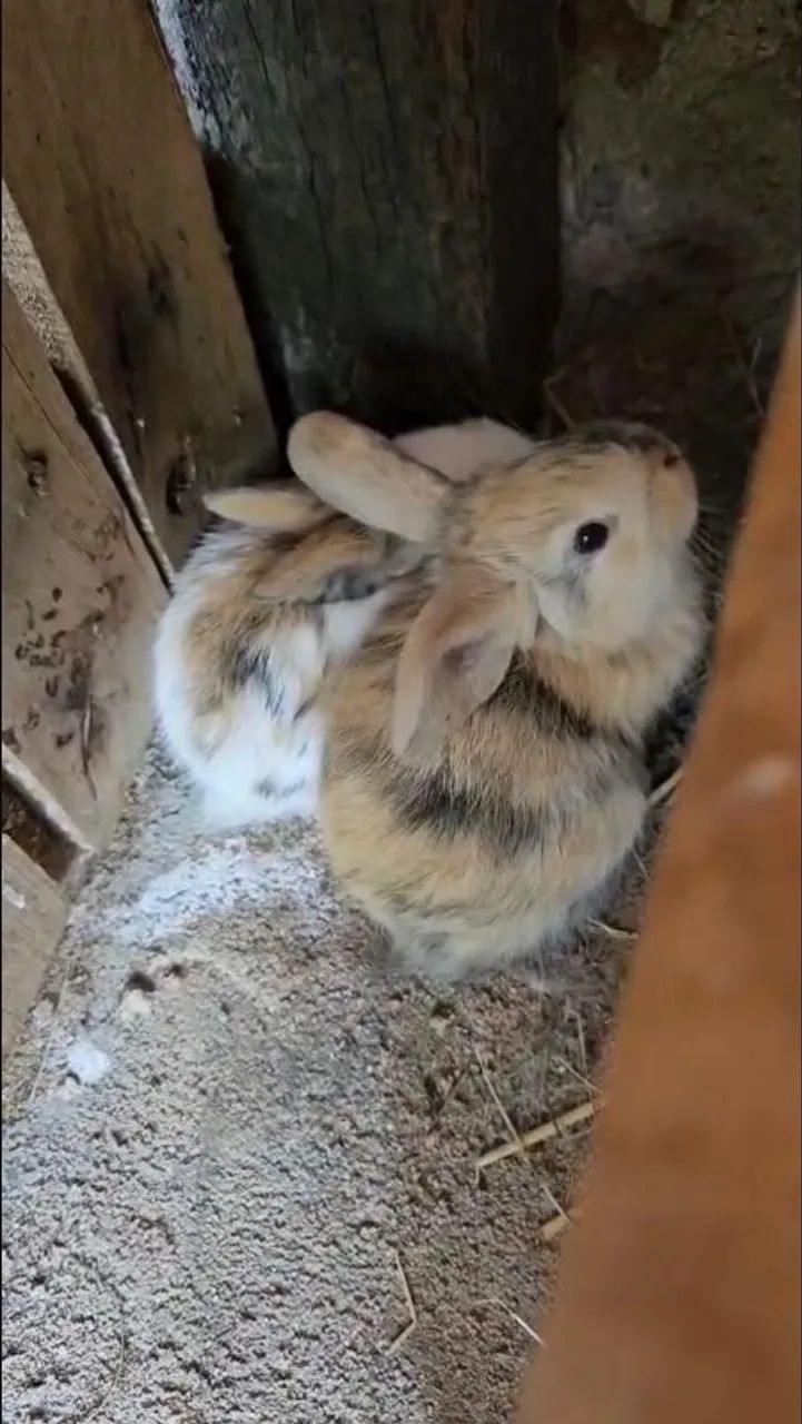 Coelho mini lop  - Foto 5