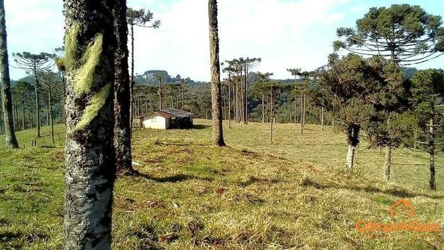 Fazenda para Venda, São Bento do Sul / SC, bairro Sertãozinho - Foto 10
