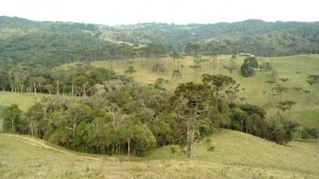 Fazenda para Venda, São Bento do Sul / SC, bairro Sertãozinho - Foto 3