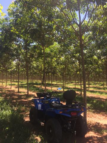Fazenda em Frutal Minas Gerais Triângulo Mineiro - Foto 15