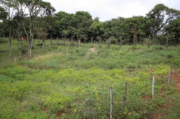 Chácara à venda na Colônia Murici - Foto 5
