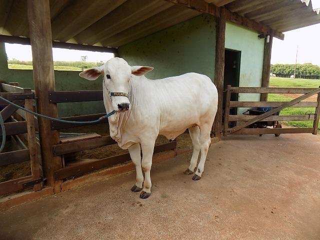 Avaré-Sp, Fazenda 35 Alqueires